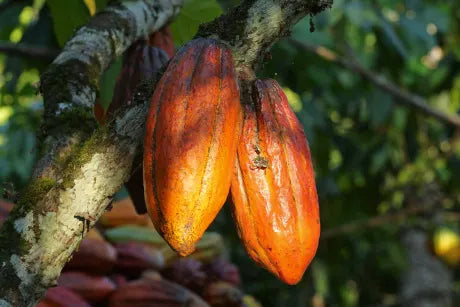 cacao 100%, antioxydants