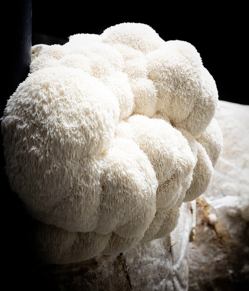 Lion's mane, champignon adaptogène, cultivé chez Mission Mycélium à Vevey, Suisse 