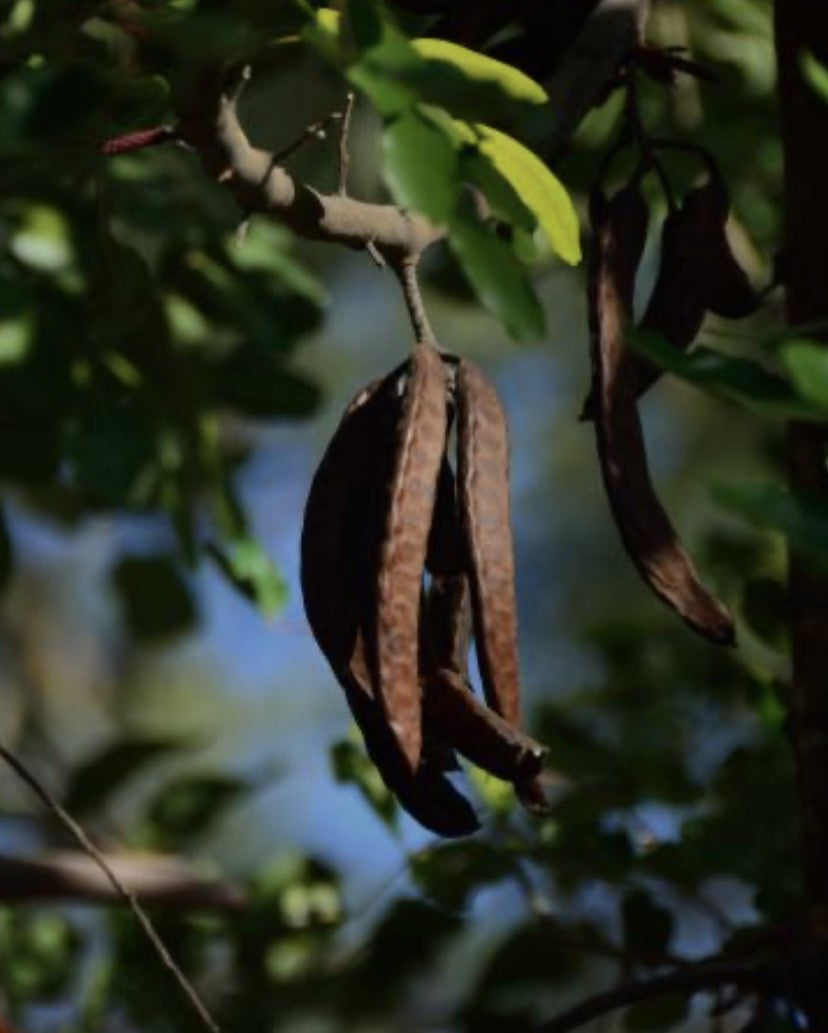 caroube, minéraux, riche en fibre 